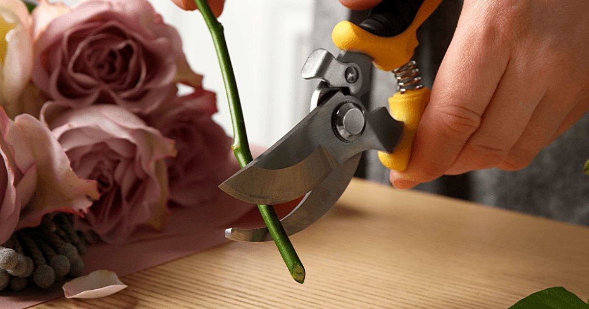 Helping roses open after they are cut - Flower Press