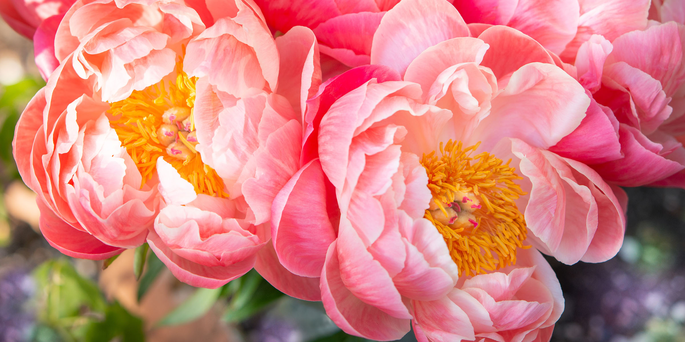 Peony is the Perfect Flower for June feature on Thursd