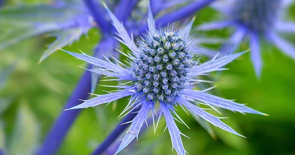 Blue Cap Sea Holly-  on Thursd 