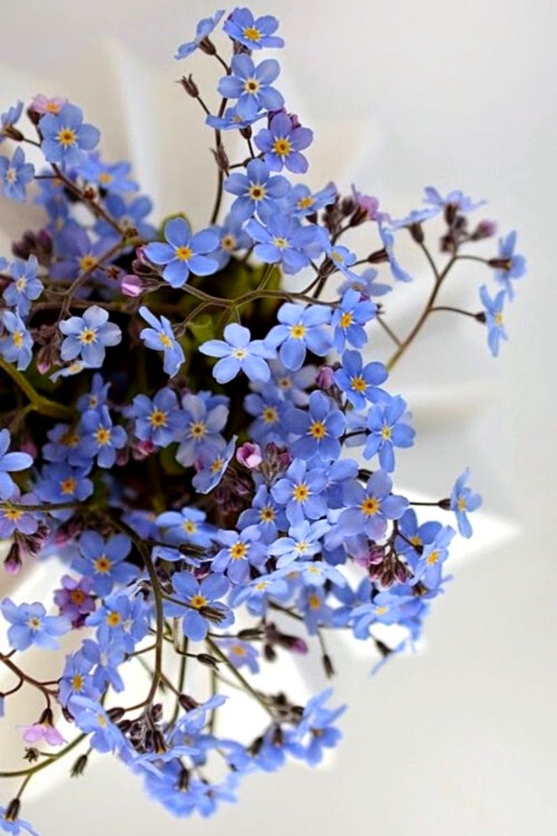 Forget me not Bouquet- on Thursd