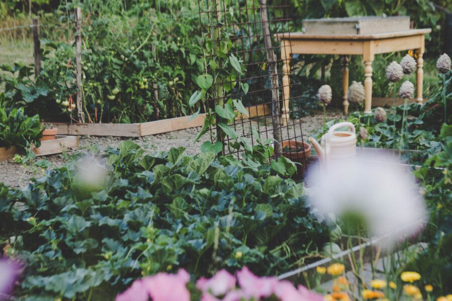 Edible Plants to Easily Grow In Your Garden - garden layout - on thursd