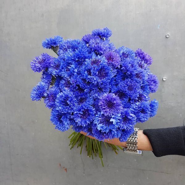 Cornflower Bouquet for Boys- on Thursd 