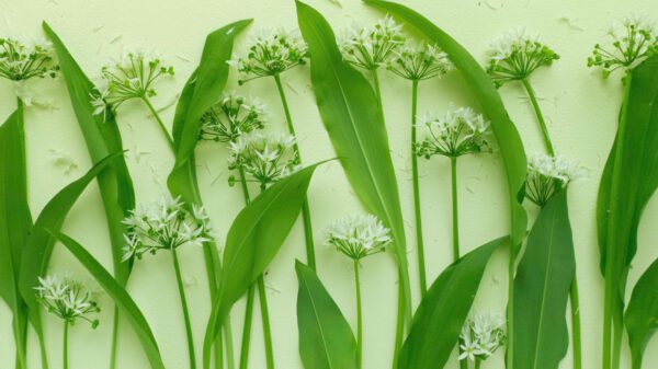 Edible Plants to Easily Grow In Your Garden - garlic - on thursd