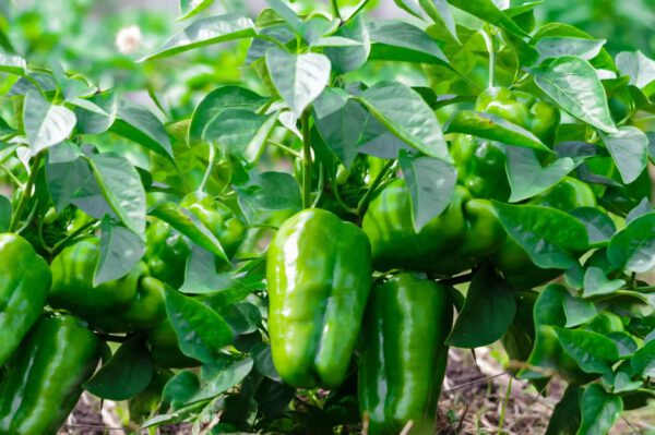 Edible Plants to Easily Grow In Your Garden - peppers - photo credits the spruce - on thursd