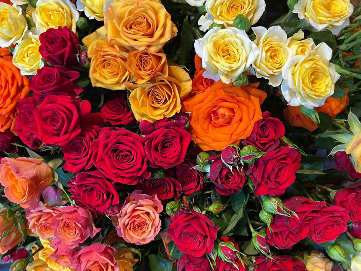 Mixed Roses by Red Lands Roses at IPM