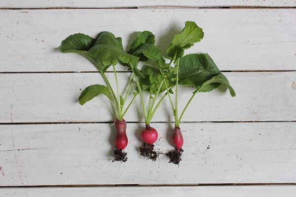 Edible Plants to Easily Grow In Your Garden - radishes - on thursd