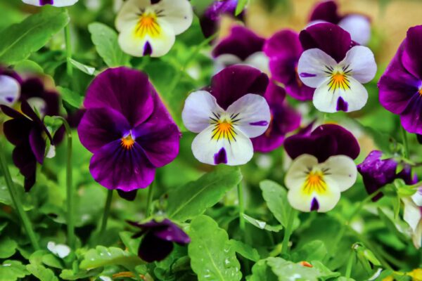 Edible Plants to Easily Grow In Your Garden - edible flowers - on thursd