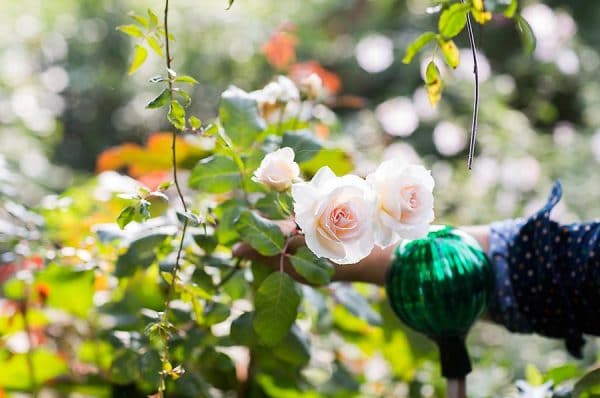 Thierry Boutemy article on Thursd garden rose