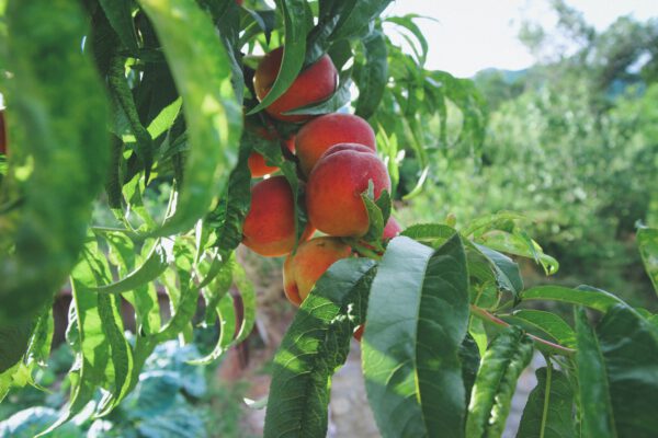 Edible Plants to Easily Grow In Your Garden - apples - on thursd