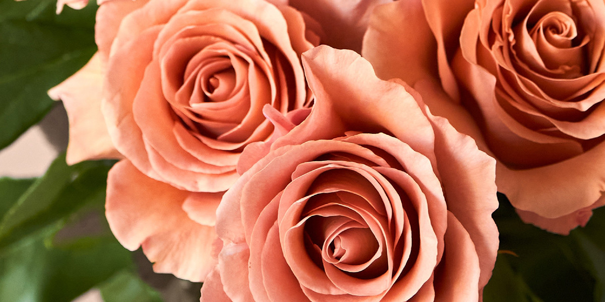 Rose RP Moab | Product on Thursd.com