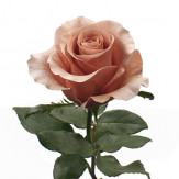 Rose RP Moab | Product on Thursd.com