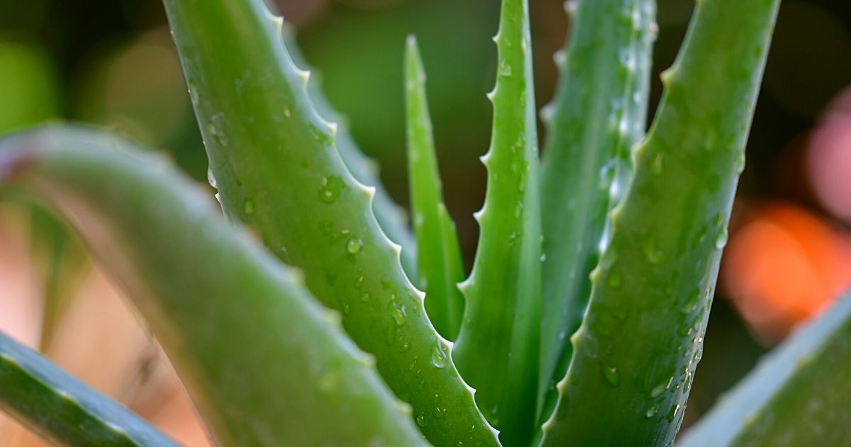 Aloe Vera poisonous houseplant to dogs-  on Thursd 