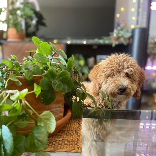 8-houseplants-that-are-poisonous-to-dogs-featured