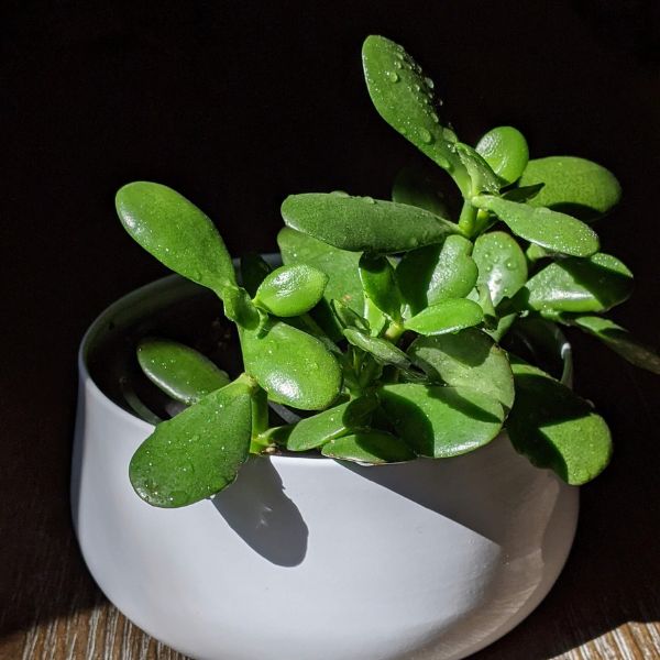 are jade plants poisonous to dogs