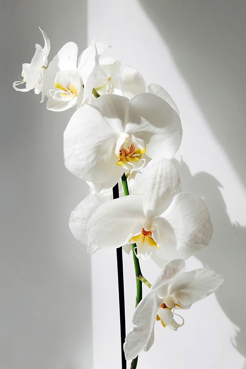 Phalaenopsis orchid- on Thursd