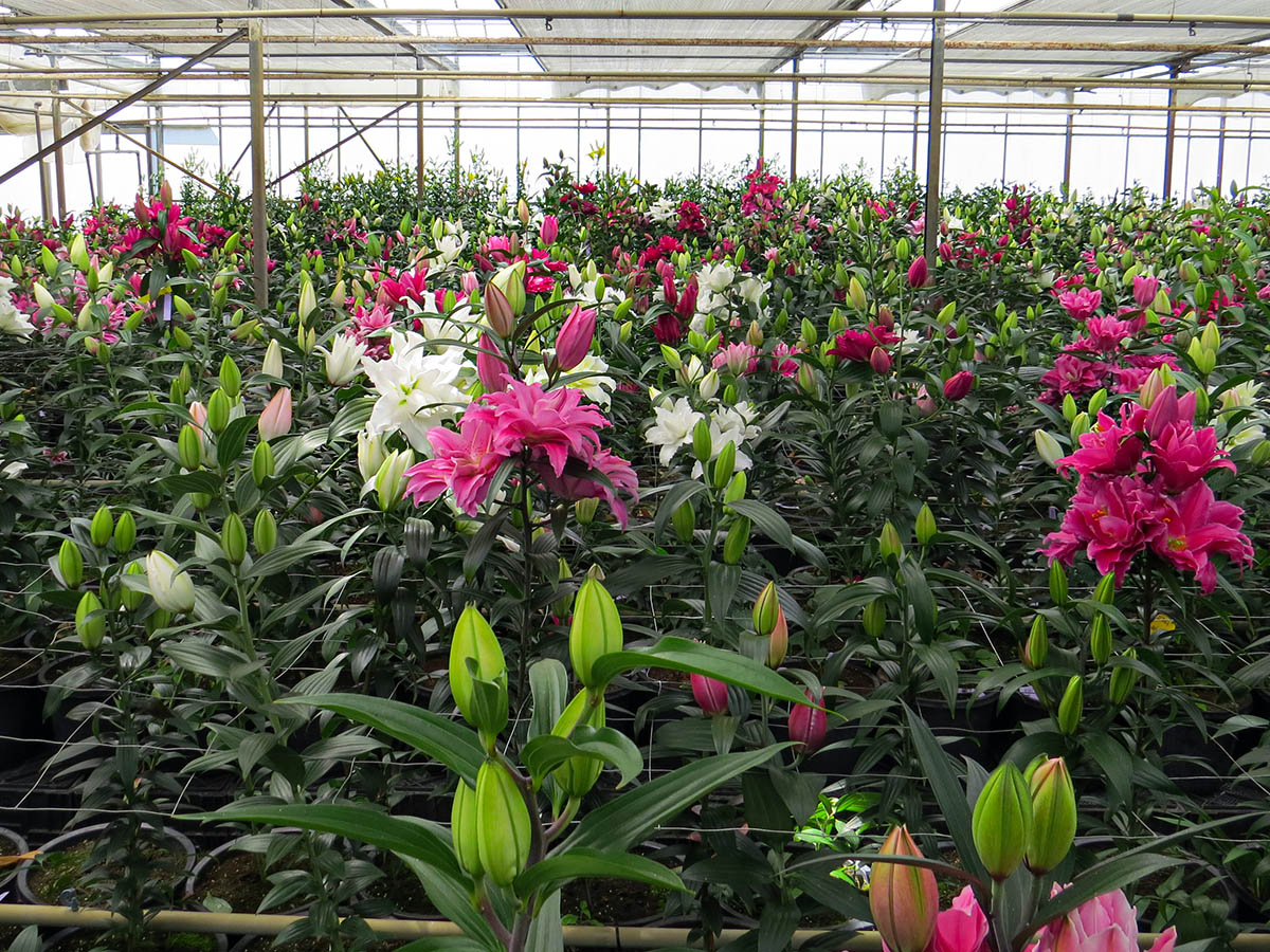 Roselilies in greenhouse De Looff Lily Innovation - on Thursd
