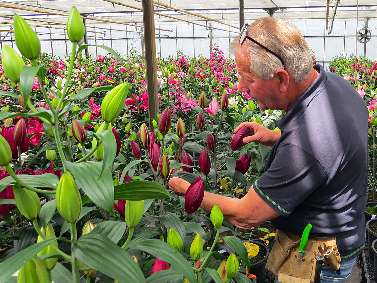 Red Roselily trial at De Looff Lily Innovation - on Thursd