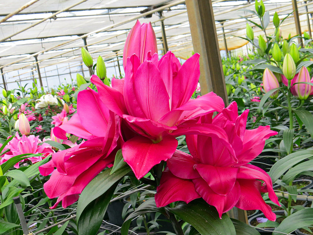 Pink Roselily at De Looff Lily Innovation - on Thursd