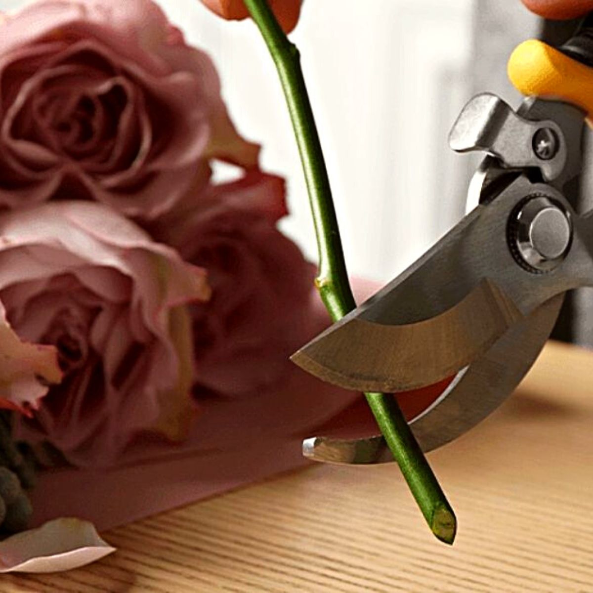 Best Care for cut roses - cutting at 45 degree angle - On Thursd 