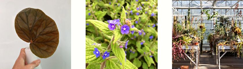 Best Plant Podcasts - Jane Perrone - on Thursd Best Plant Podcasts - Jane Perrone - on Thursd