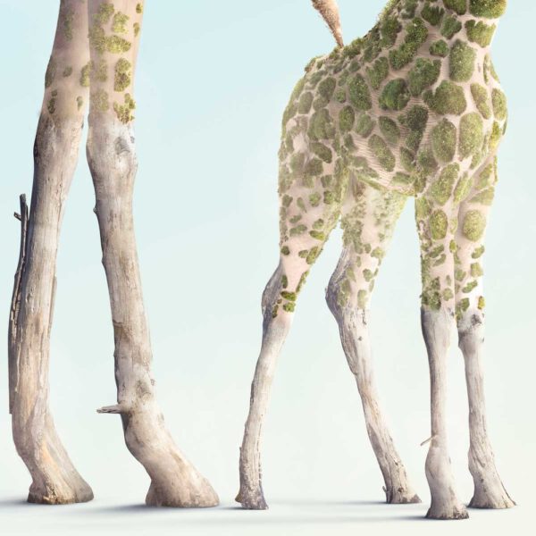 Distinctive Animal Species or Photoshop Masterpiece - Kipenzi 3 - josh dykgraaf - on thursd