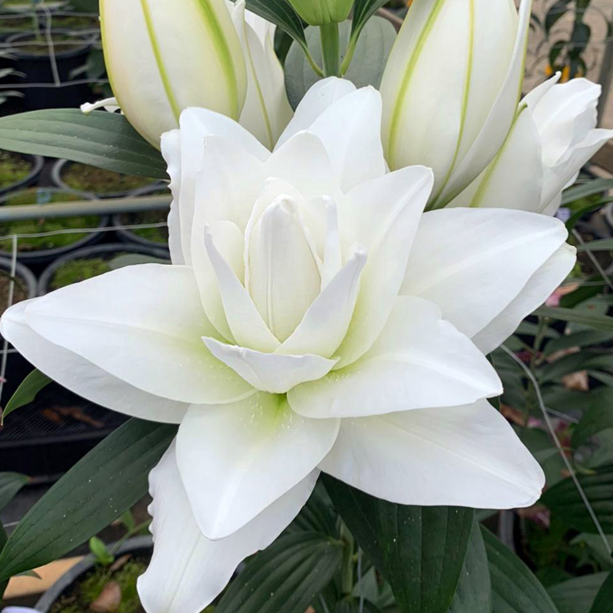 White Roselily test at De Looff Lily Innovation 
