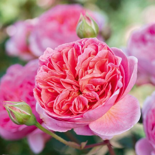 The Best David Austin Rose Shrubs Boscobel