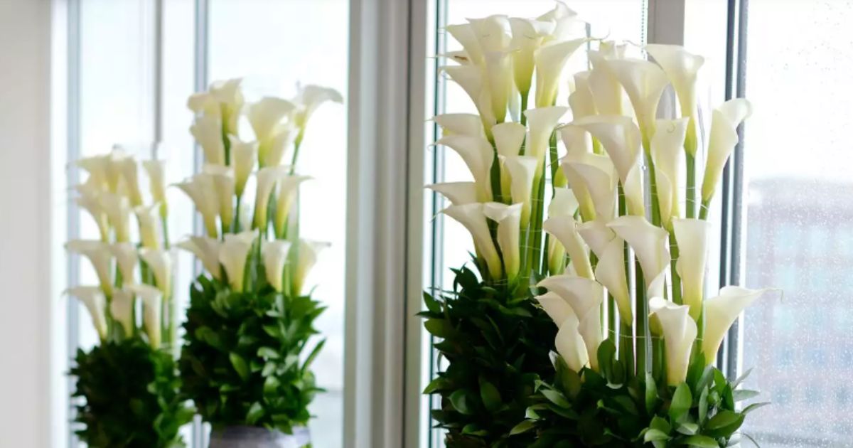 White Calla arrangement for weddings- on Thursd 