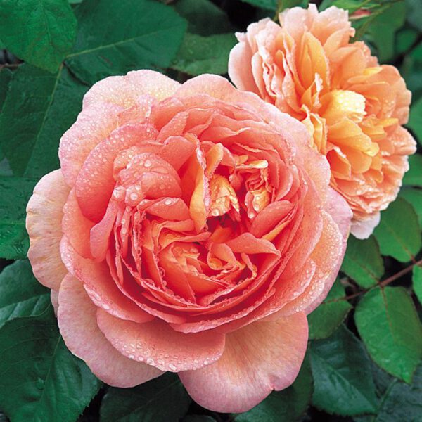 The Best David Austin Rose Shrubs Abraham Darby