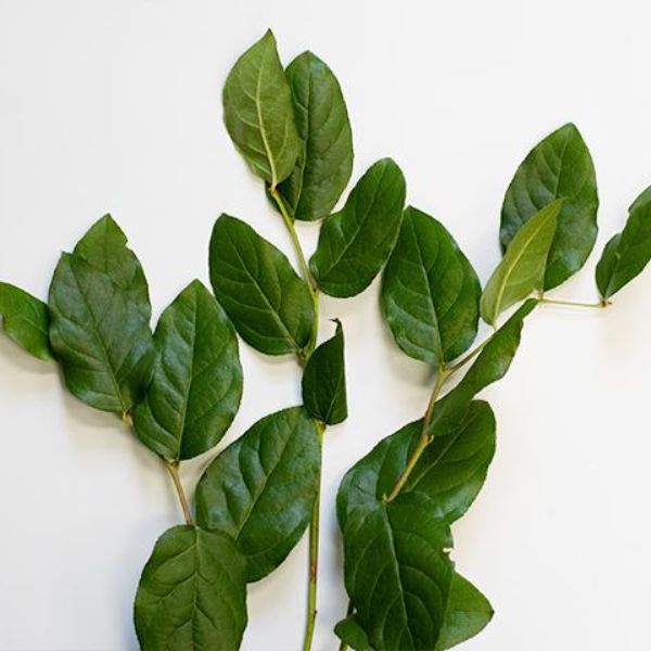 Salal lemon leaf greenery- on Thursd 