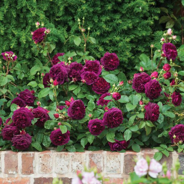 The Best David Austin Rose Shrubs Mustead Wood