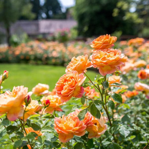 The Best David Austin Rose Shrubs Lady of Shallot