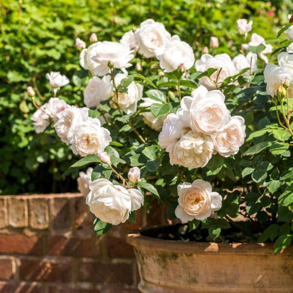 The Best David Austin Rose Shrubs Desdemona