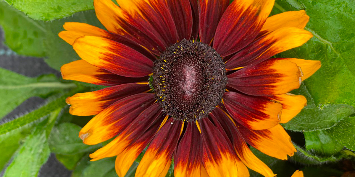 Rudbeckia Rudy Mini Brown Orange Plant on Thursd header