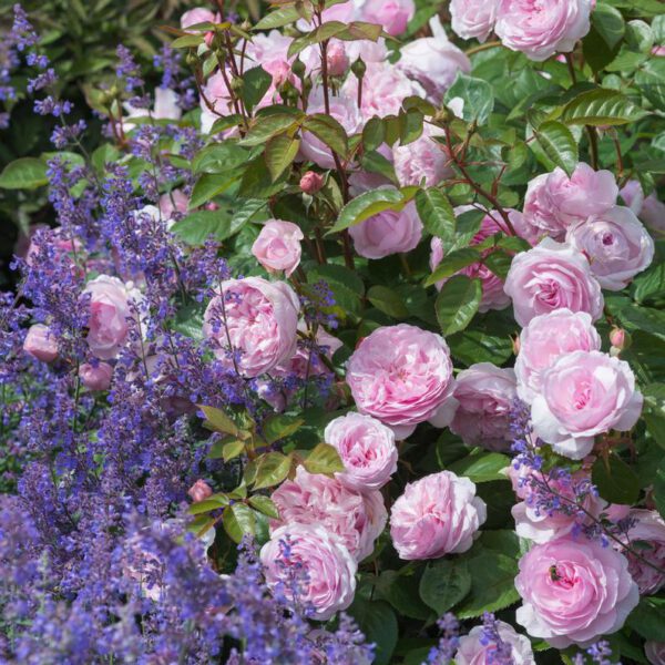 The Best David Austin Rose Shrubs Olivia Rose Austin