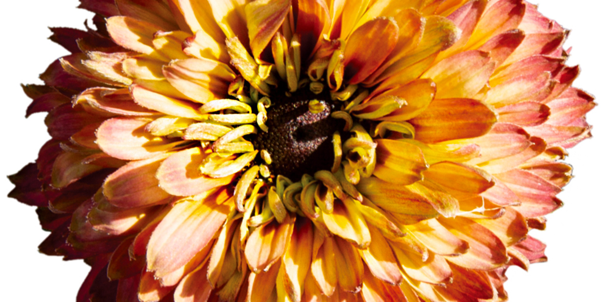 Rudbeckia Rudy Double Rose Yellow Plant on Thursd header