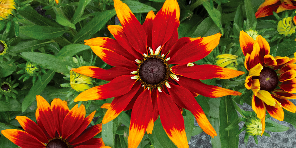 rudbeckia-rudy-is-your-early-summer-till-late-autumn-patio-eyecatcher-featured