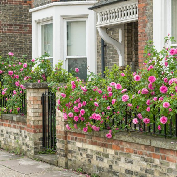 The Best David Austin Rose Shrubs Gertrude Jekyll