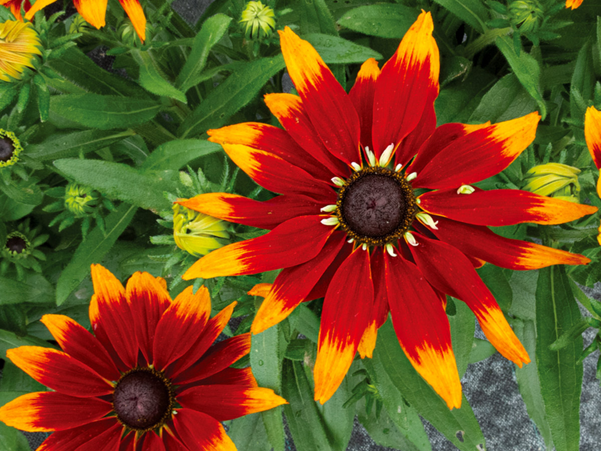 Rudbeckia Rudy Fire by Florensis - on Thursd