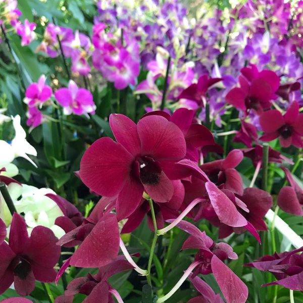 Sa-nook orchids - on Thursd.