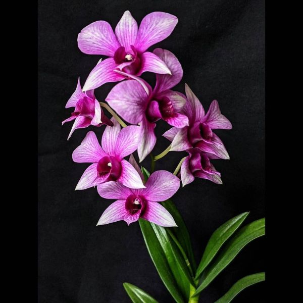 Dendrobium Sa-nook appropriate care- on Thursd 