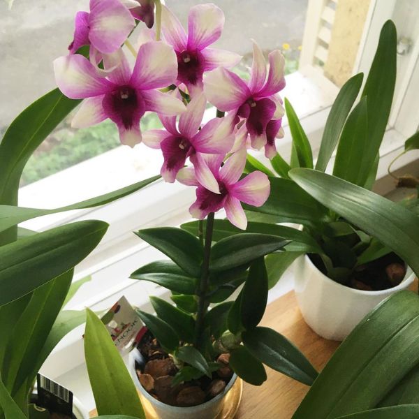 How to fertilize Dendrobium Sa-Nook- on Thursd 