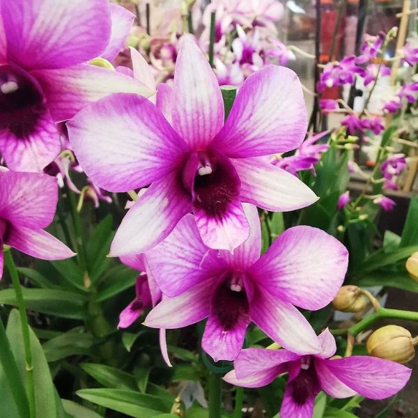 Dendrobium Sa-nook is becoming an orchid favorite- on Thursd 