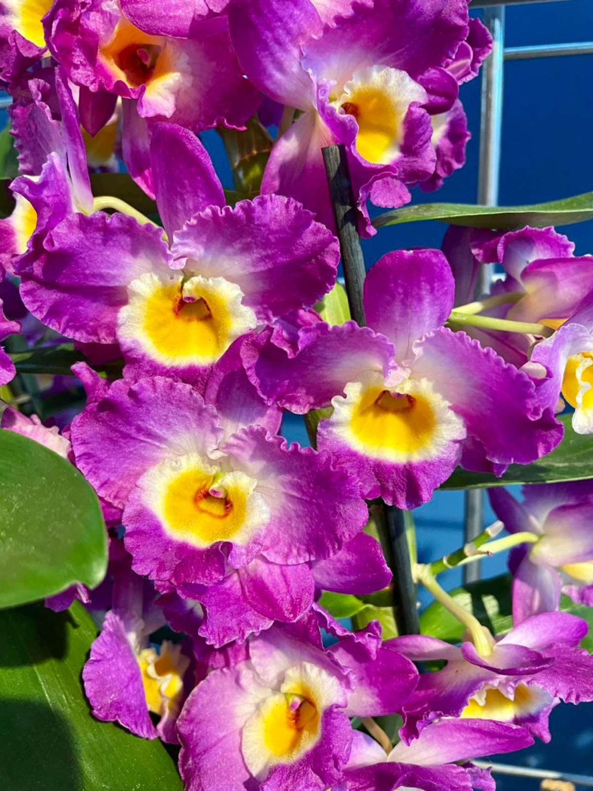 Rêve D’Orchidées Sézanne Purple Orchid on Thursd