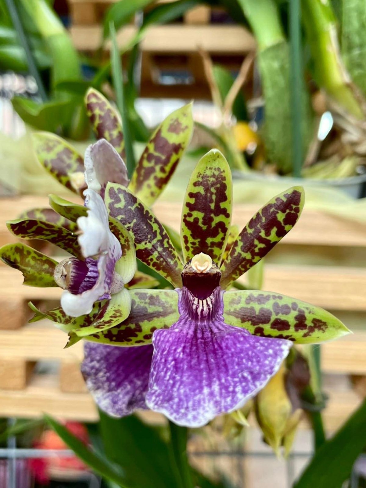 Rêve D’Orchidées Sézanne Purple Paphiopedilum on Thursd