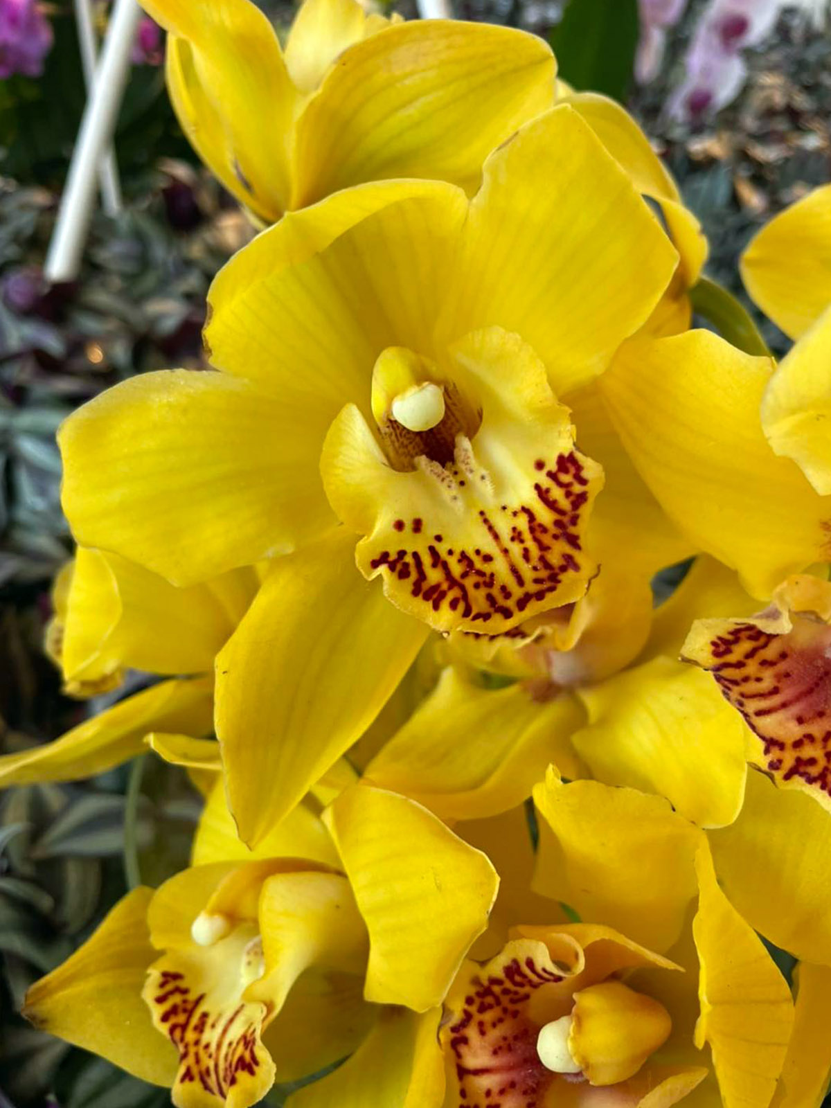 Rêve D’Orchidées Sézanne Yellow Cymbidium on Thursd
