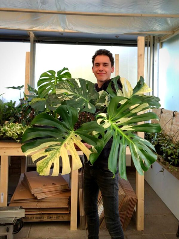 Max Snier - blogger on Thursd - Top 10 Most Wanted Rare Houseplants