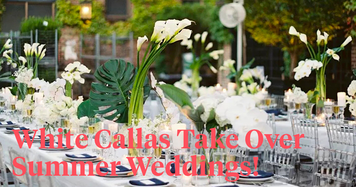 White Wedding Calla header on Thursd