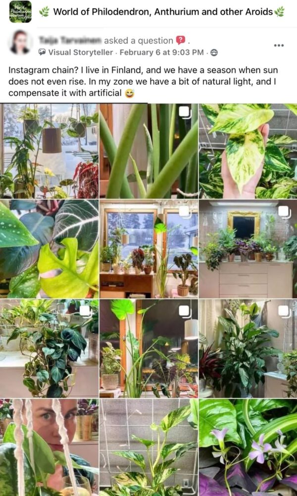 Expensive House Plants the New Interior Design Objects Facebook Group