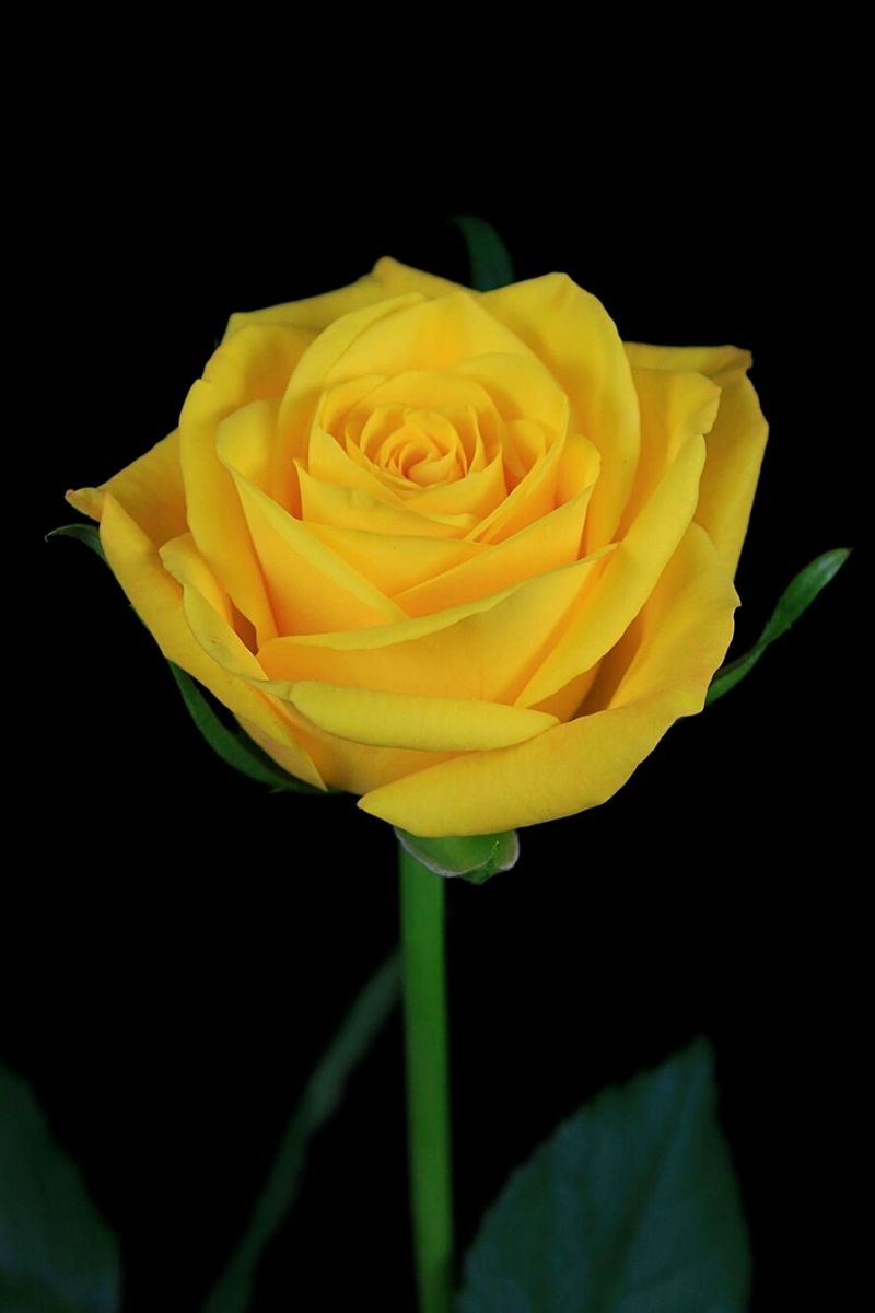 Rose Basanti yellow- on Thursd